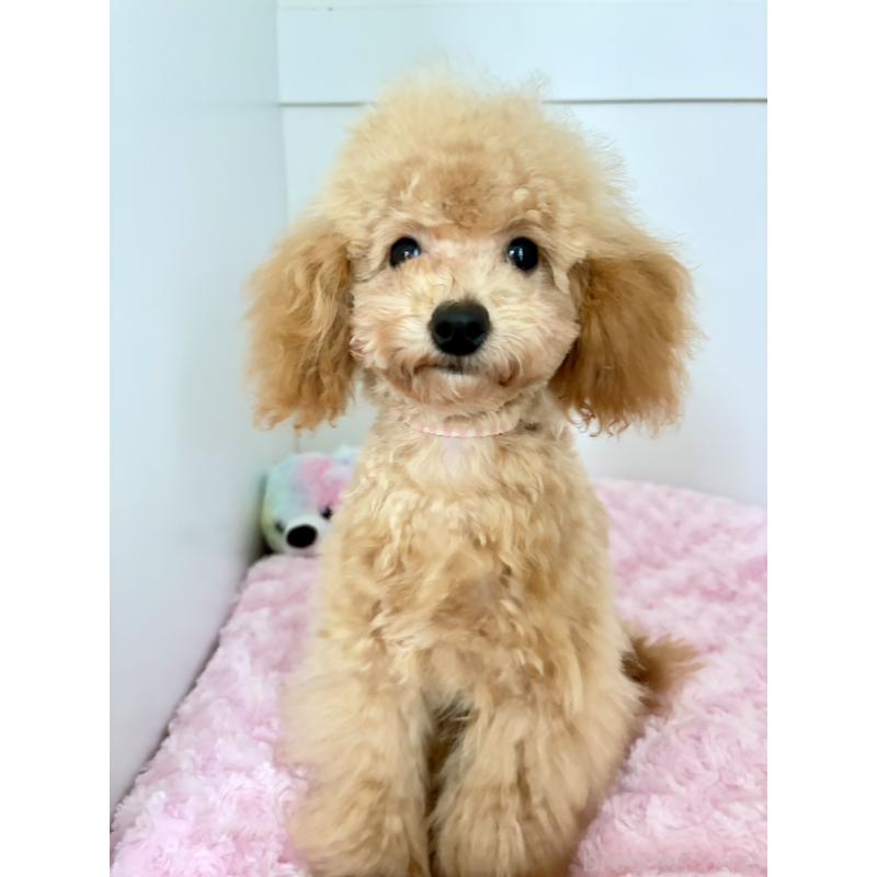 販売中の神奈川県のタイニープードル-441684の5枚目