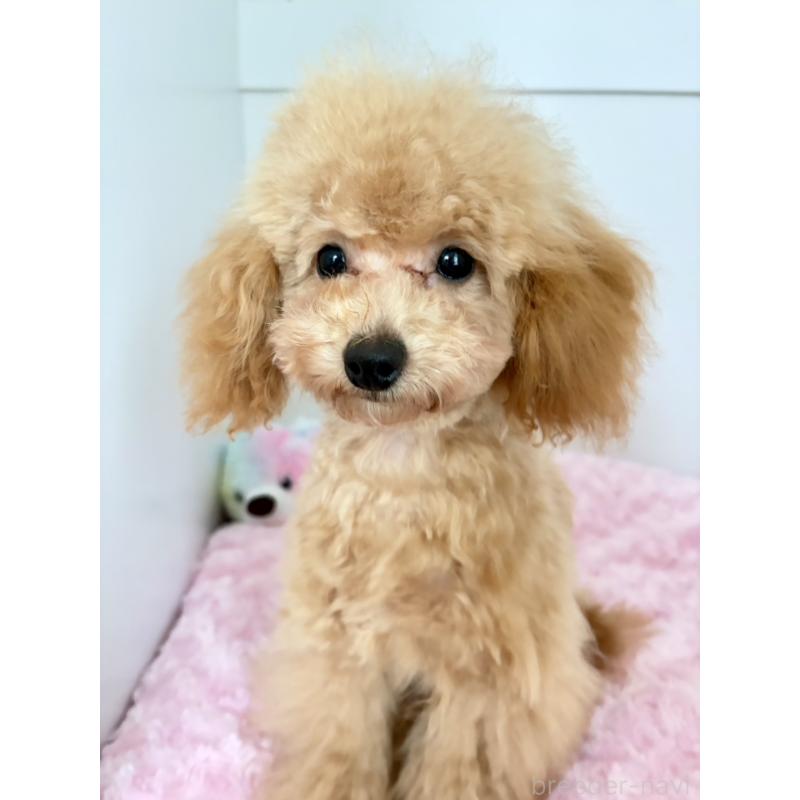 販売中の神奈川県のタイニープードル-441684の4枚目