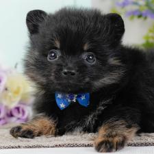 ♀︎ポメラニアン