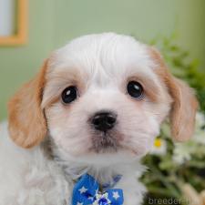 ♀︎ミックス犬