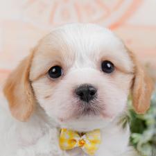 ♀︎ミックス犬