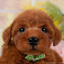 ♀︎トイプードル