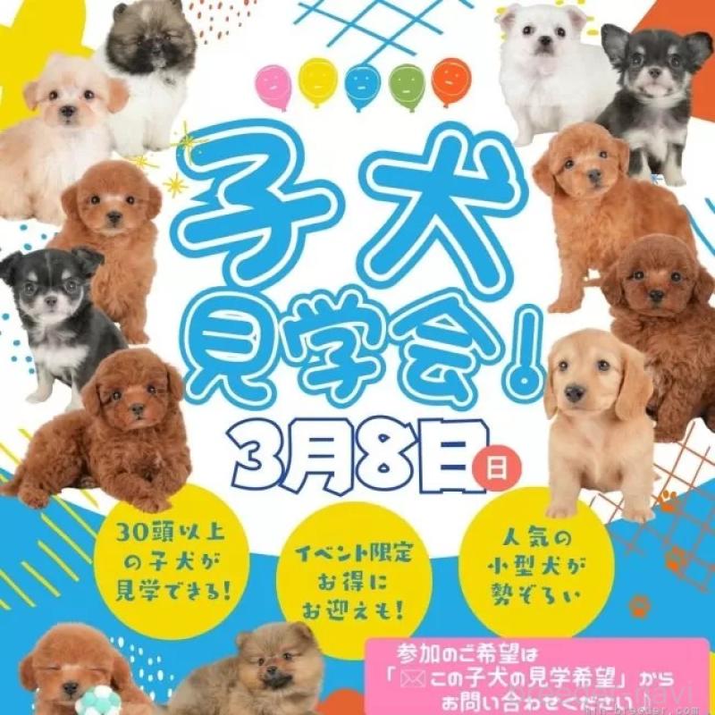 成約済の栃木県のトイプードル-436559の3枚目