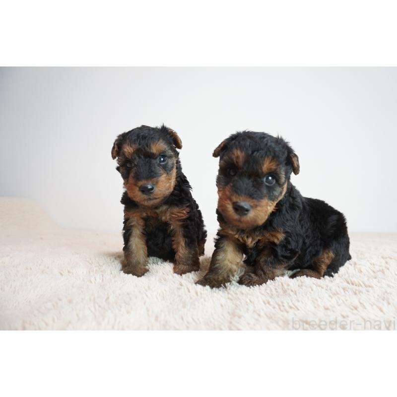 犬舎紹介の奈良県の犬舎紹介-72の2枚目