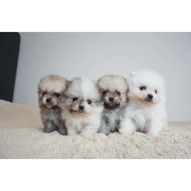 犬舎紹介の奈良県の犬舎紹介-72の3枚目