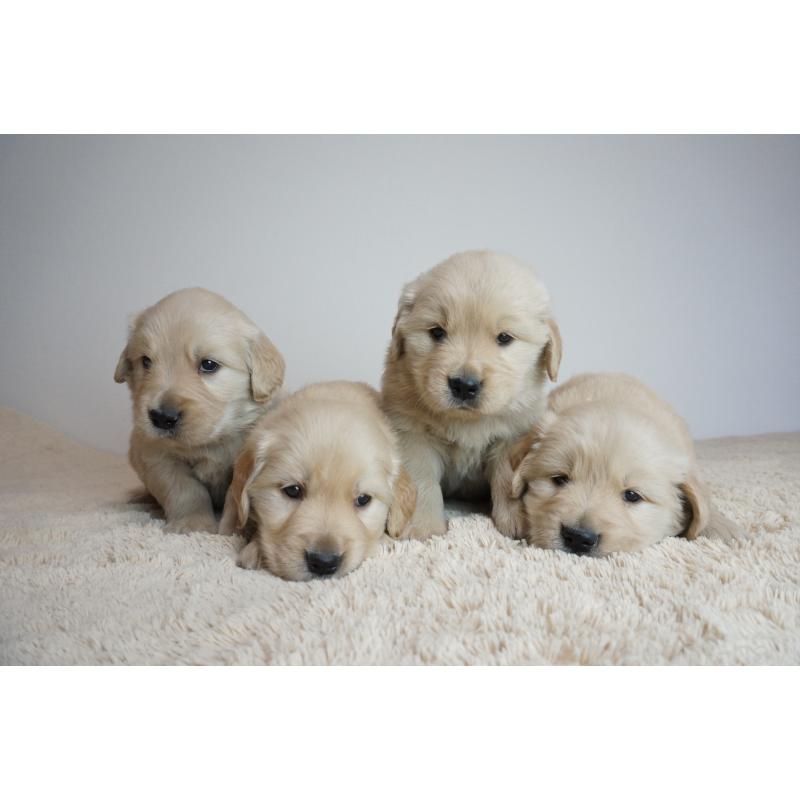 犬舎紹介の奈良県の犬舎紹介-72の4枚目