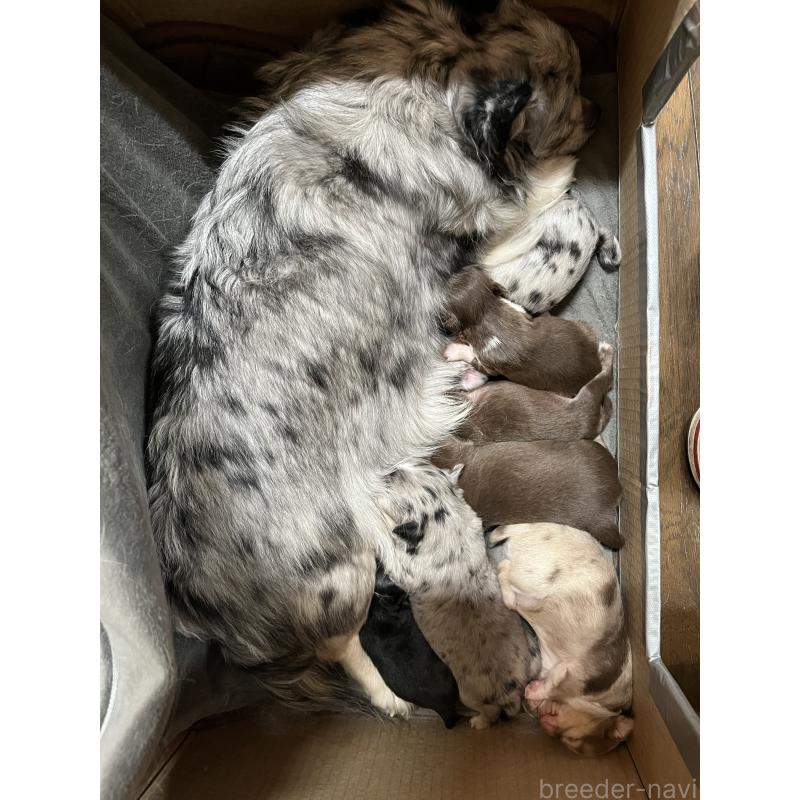 犬舎紹介の兵庫県の犬舎紹介-4657の3枚目