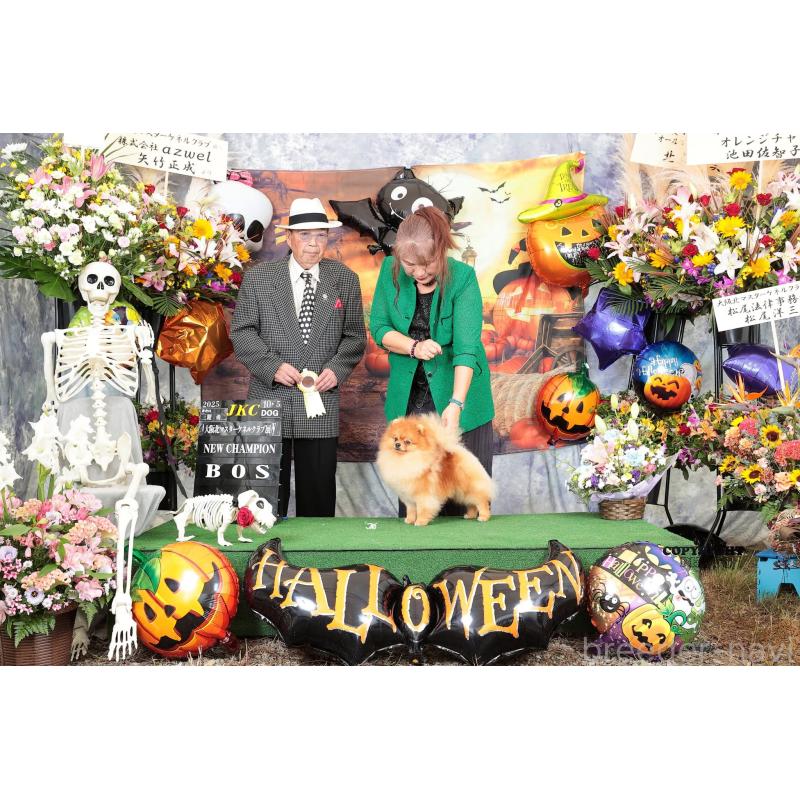 犬舎紹介の兵庫県の犬舎紹介-4657の5枚目