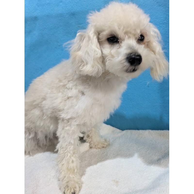 販売中の埼玉県のマルプー:マルチーズ×トイプードル-404585の8枚目