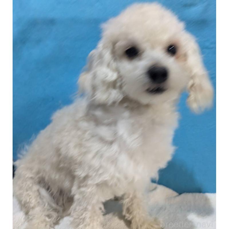 販売中の埼玉県のマルプー:マルチーズ×トイプードル-404585の7枚目