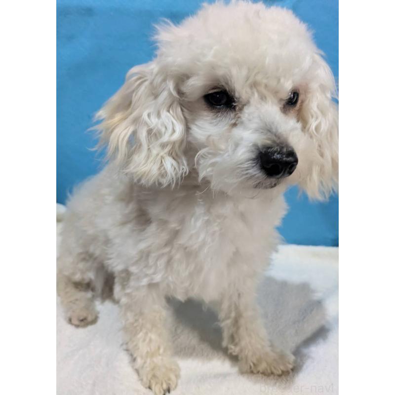 販売中の埼玉県のマルプー:マルチーズ×トイプードル-404585の6枚目