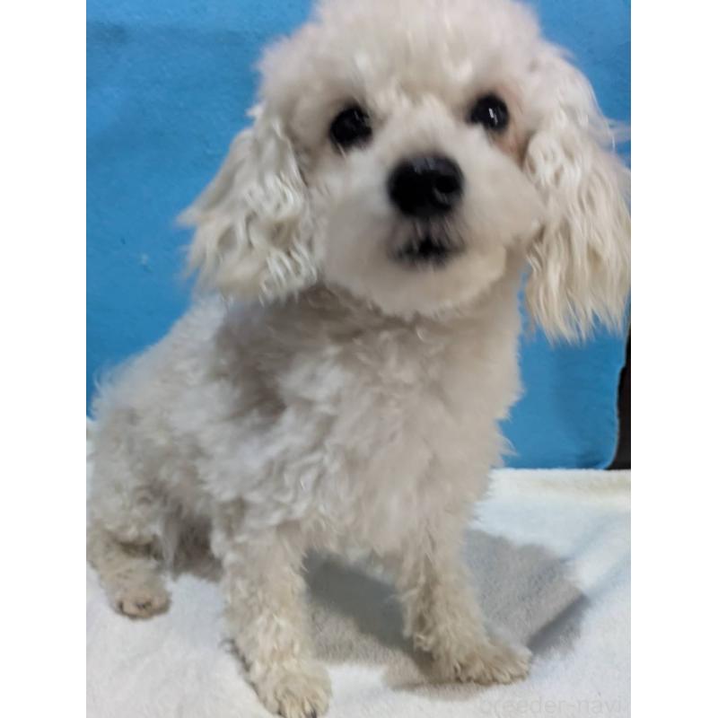 販売中の埼玉県のマルプー:マルチーズ×トイプードル-404585の5枚目