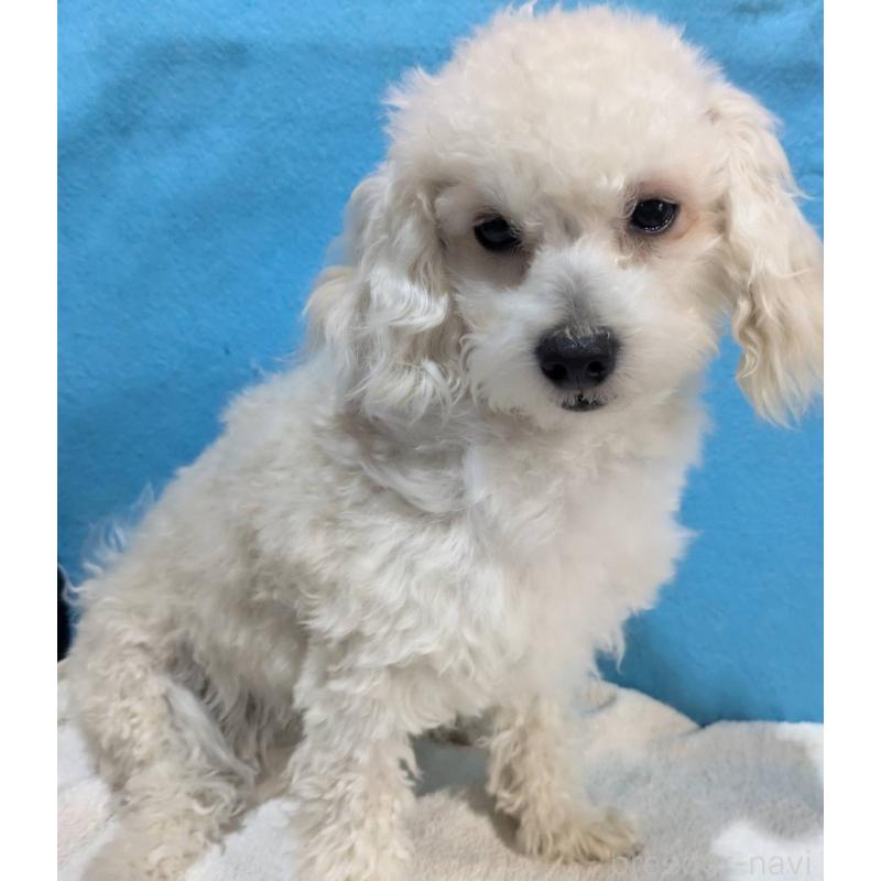 販売中の埼玉県のマルプー:マルチーズ×トイプードル-404585の4枚目