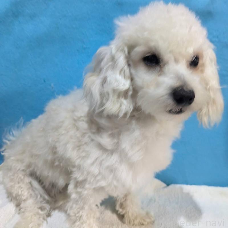 販売中の埼玉県のマルプー:マルチーズ×トイプードル-404585の3枚目