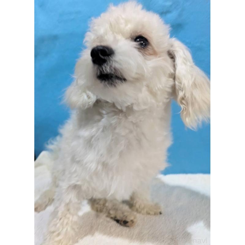 販売中の埼玉県のマルプー:マルチーズ×トイプードル-404585の2枚目