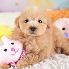 ♀︎マルプー:マルチーズ×トイプードル