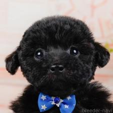 ♀︎タイニープードル