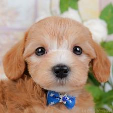 ♀︎マルプー:マルチーズ×トイプードル