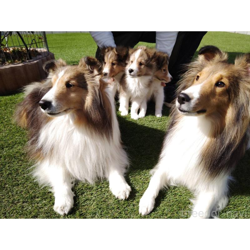 成約済の兵庫県のシェットランドシープドッグ(シェルティ)-446460の4枚目