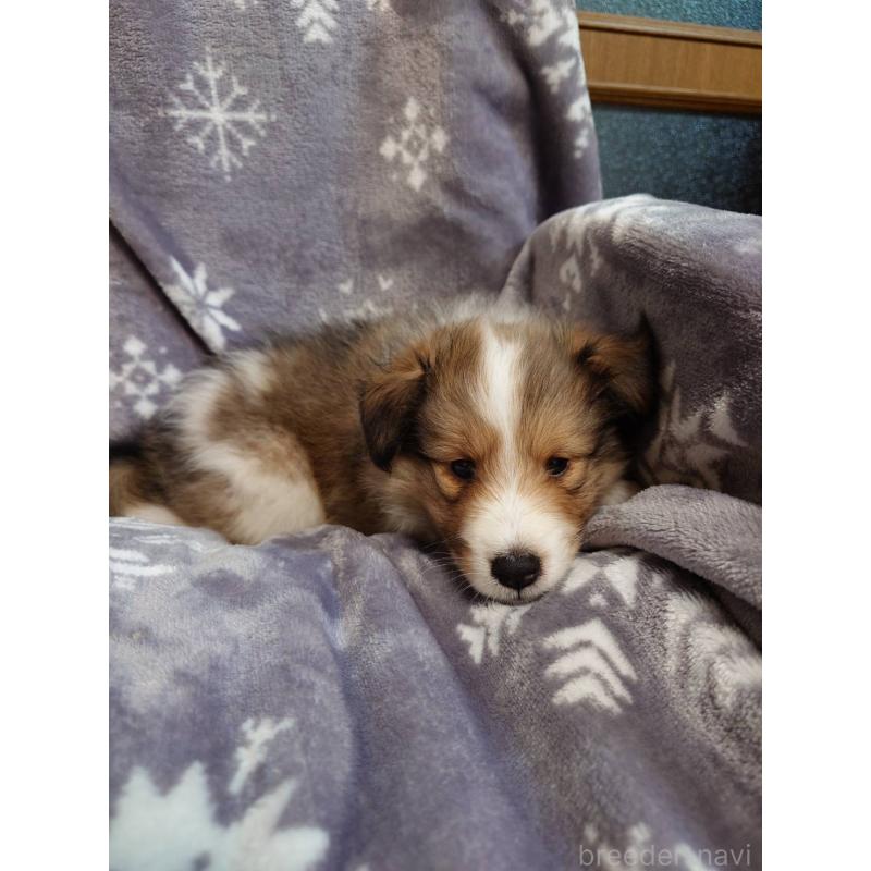 成約済の兵庫県のシェットランドシープドッグ(シェルティ)-446460の3枚目