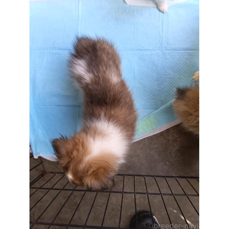 成約済の兵庫県のシェットランドシープドッグ(シェルティ)-446460の2枚目