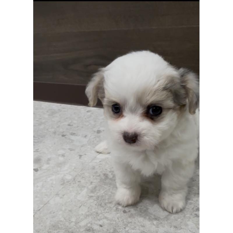 販売中の福岡県のチワマル:チワワ×マルチーズ-446151の11枚目