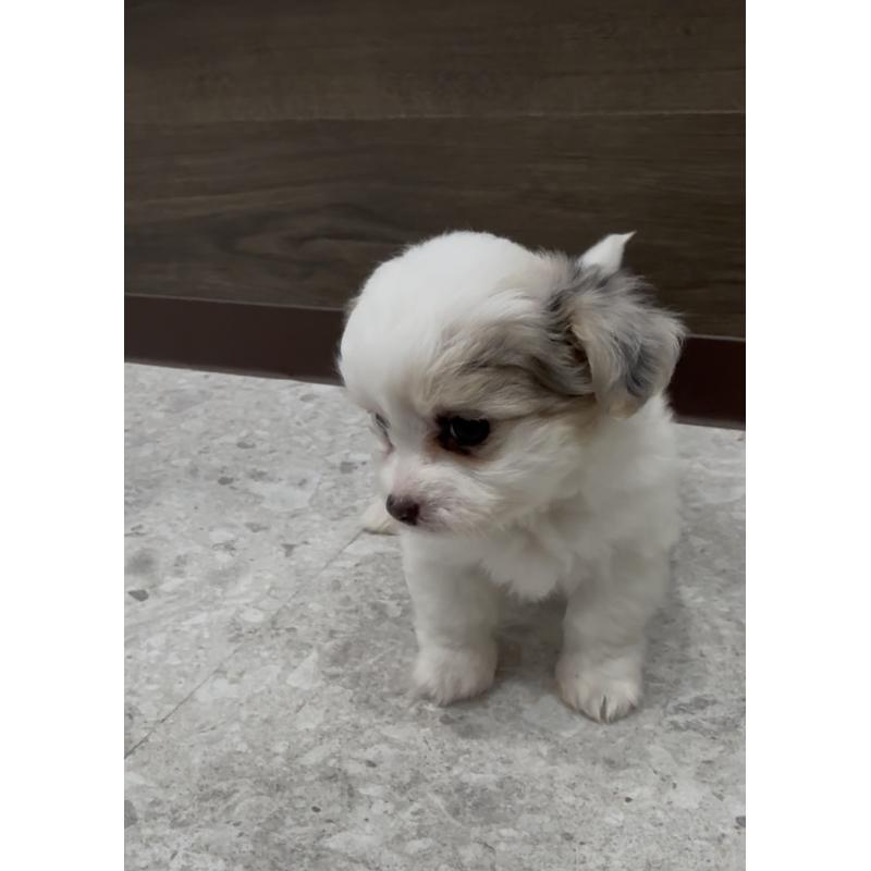 販売中の福岡県のチワマル:チワワ×マルチーズ-446151の10枚目