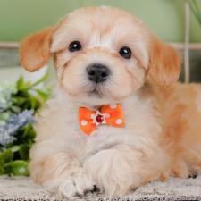 ♀︎マルプー:マルチーズ×トイプードル