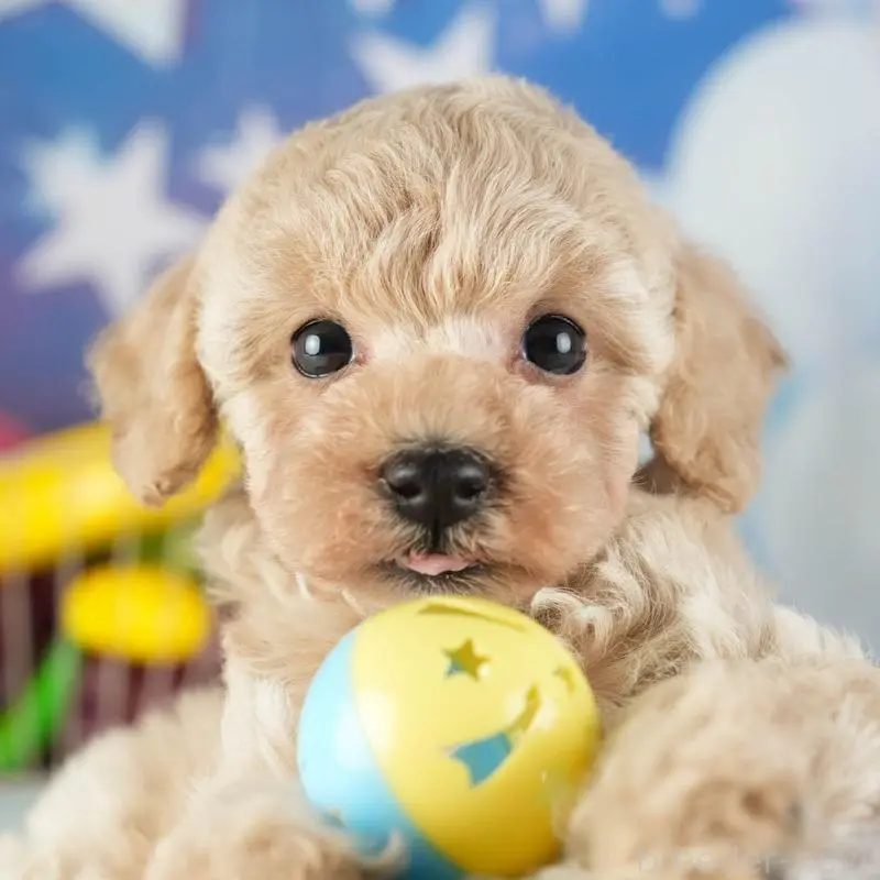 成約済の茨城県のトイプードル-449763の7枚目