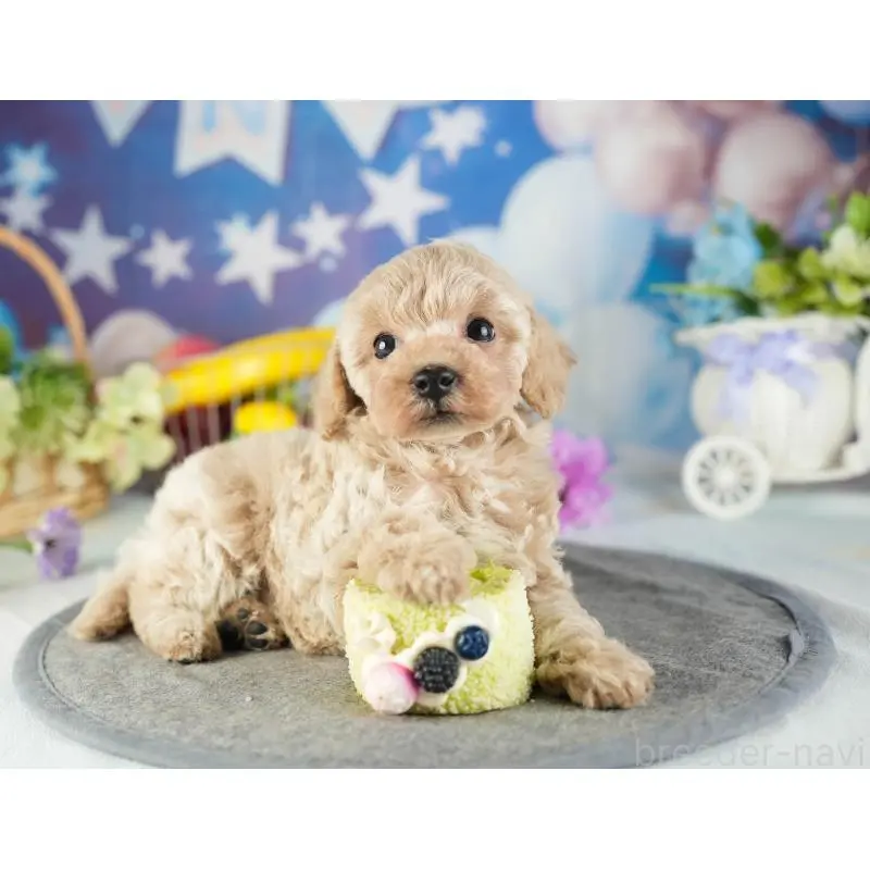 成約済の茨城県のトイプードル-449763の6枚目