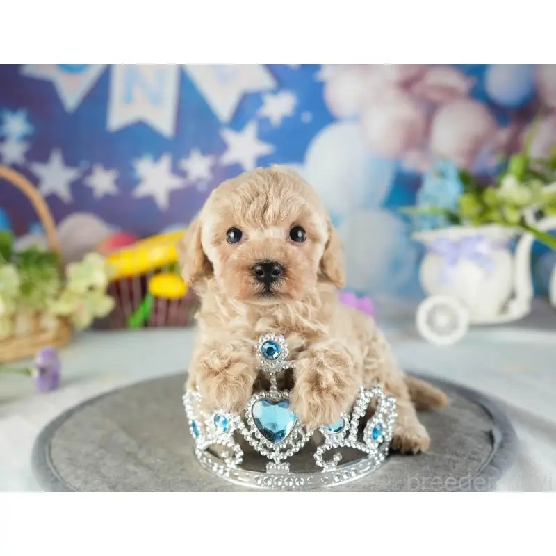 成約済の茨城県のトイプードル-449763の5枚目