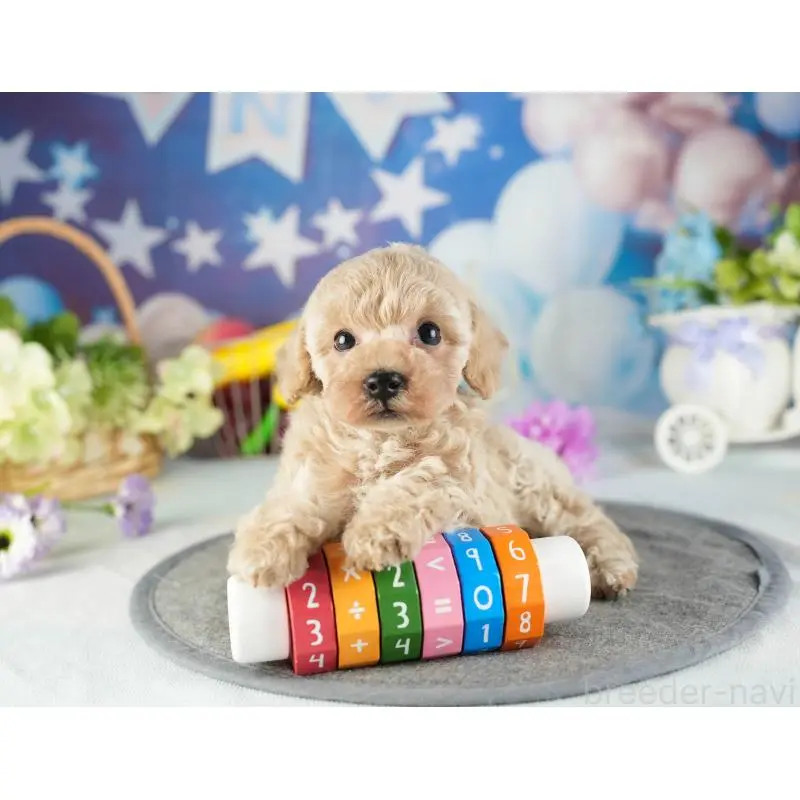 成約済の茨城県のトイプードル-449763の4枚目