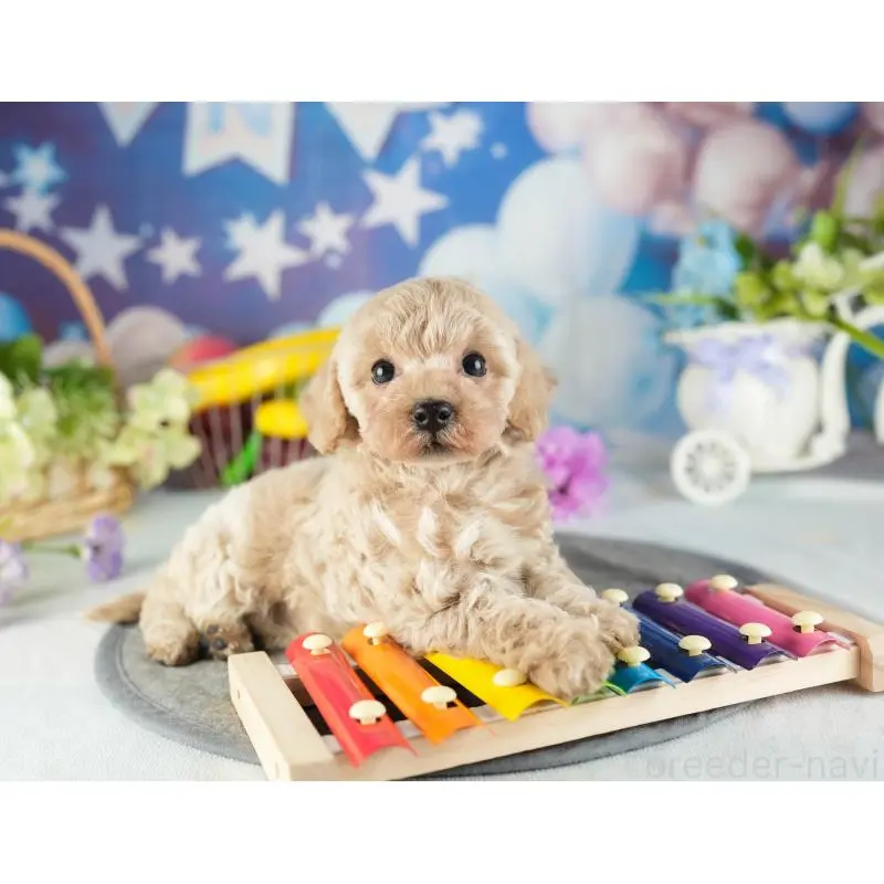 成約済の茨城県のトイプードル-449763の3枚目