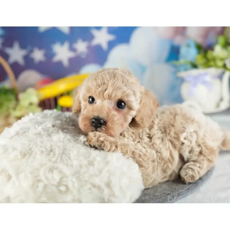 成約済の茨城県のトイプードル-449763の2枚目