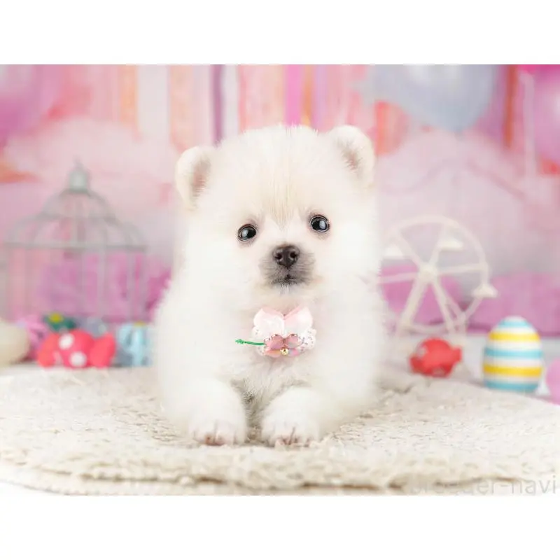 販売中の千葉県のポメラニアン-453249の10枚目