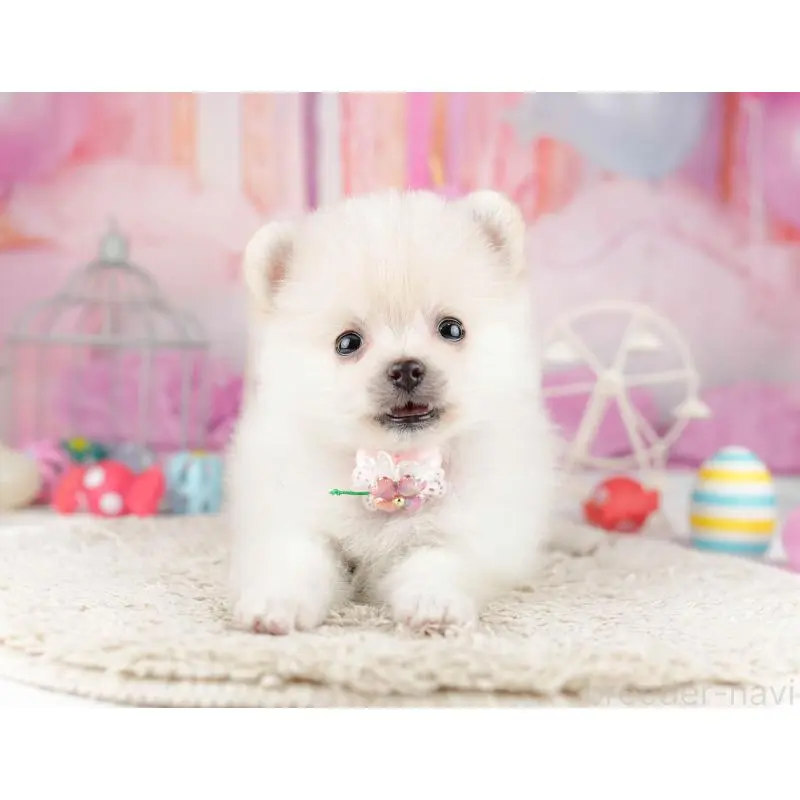 販売中の千葉県のポメラニアン-453249の9枚目