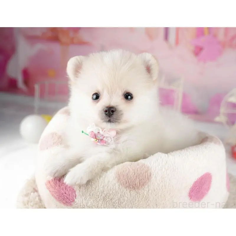 販売中の千葉県のポメラニアン-453249の8枚目