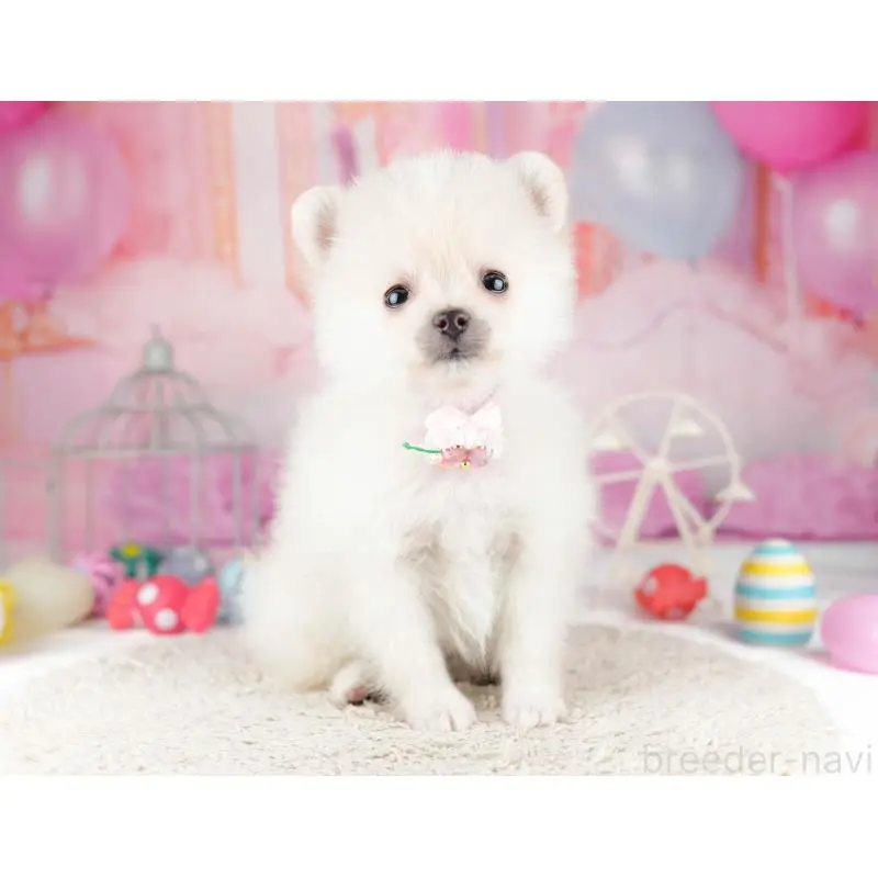 販売中の千葉県のポメラニアン-453249の7枚目