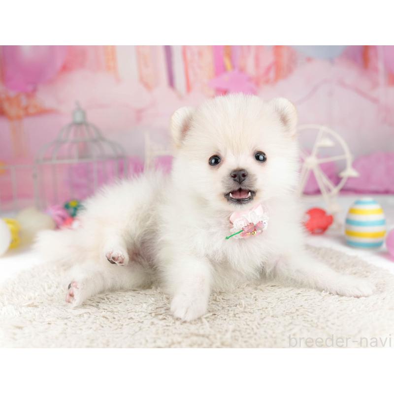 販売中の千葉県のポメラニアン-453249の6枚目