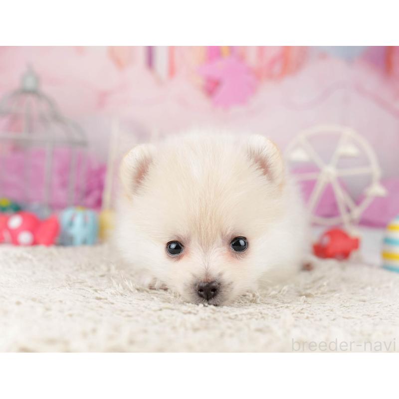 販売中の千葉県のポメラニアン-453249の4枚目