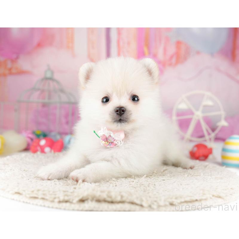 販売中の千葉県のポメラニアン-453249の3枚目