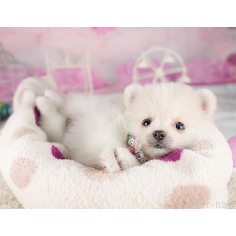 販売中の千葉県のポメラニアン-453249の2枚目