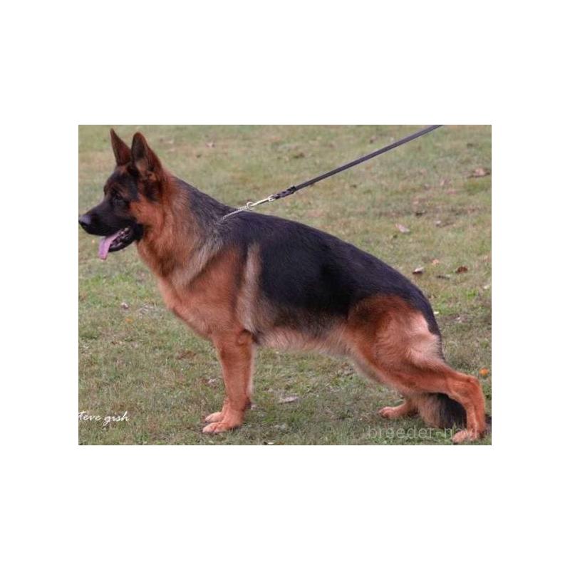 犬舎紹介の香川県の犬舎紹介-3220の2枚目