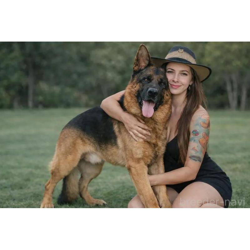 犬舎紹介の香川県の犬舎紹介-3220の3枚目