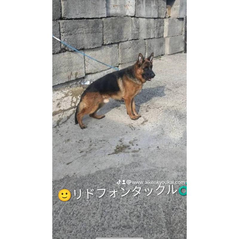 犬舎紹介の香川県の犬舎紹介-3220の5枚目