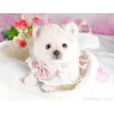 オンライン見学