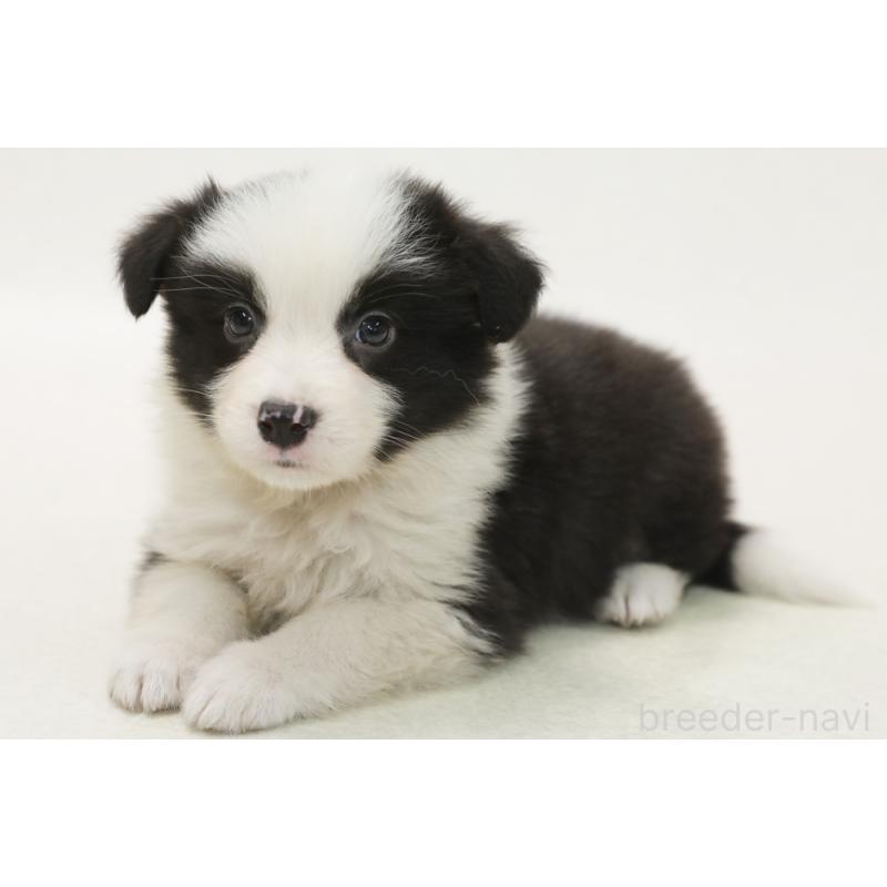 成約済の神奈川県のボーダーコリー-446035の2枚目