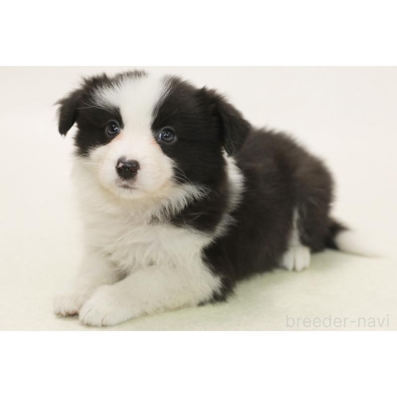 販売中の神奈川県のボーダーコリー-446040の2枚目