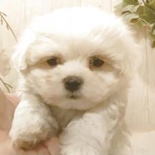 ♀︎マルチーズ