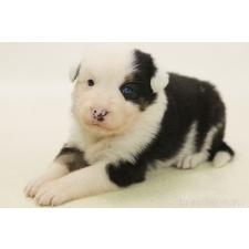 ♀︎ボーダーコリー